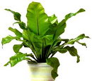 Bird's Nest Fern